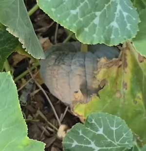 Black Futsu squash growing - Japanese kabocha heirloom garden