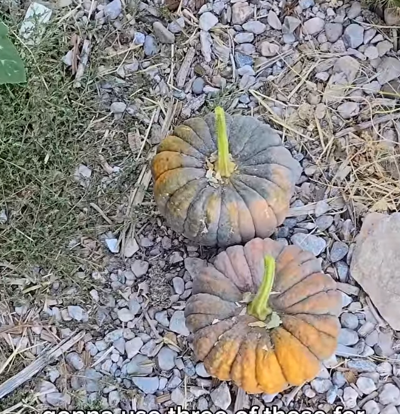 Black Futsu squash seeds - rare Japanese heirloom variety