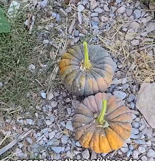 Black Futsu squash seeds - rare Japanese heirloom variety