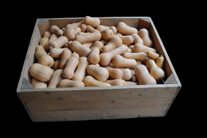 South Anna Butternut - heirloom seeds from Autumn Prairie Pumpkins