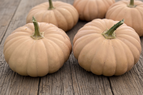Autumn Crown pumpkin seeds - compact moschata heirloom with frosted tan rind