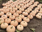 Autumn Crown F1 pumpkins after harvest, pale blush flat ribbed fruit laid out in rows on bare field soil