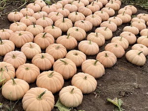 Autumn Crown F1 pumpkin growing on the vine