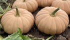 Spell Cast F1 pumpkins in the patch, blush-tan ribbed fruit resting on soil among green vines