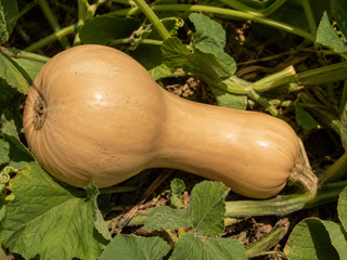 Mature tan Tahitian Melon heirloom squash ripening on the vine among green leaves