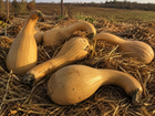 Harvested Tahitian Melon squash, tan heirloom Cucurbita moschata fruits resting on straw