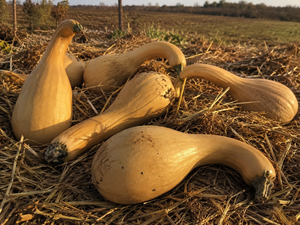 Harvested Tahitian Melon squash, tan heirloom Cucurbita moschata fruits resting on straw