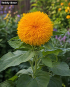Teddy Bear sunflower - fluffy double petal compact variety