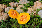 Thai Kang Kob pumpkin harvest detail