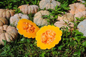 Thai Kang Kob pumpkin harvest detail