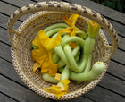 Basket of curled Tromboncino squash with bright yellow blossoms, set on a deck