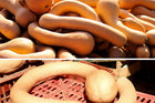 Mature tan Tromboncino squash piled in the sun and resting in a red harvest crate, the winter-stage color of this dual-use Italian squash
