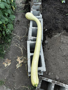 Tromboncino squash - long curved fruit fresh from the Kansas patch - Italian heirloom climbing squash