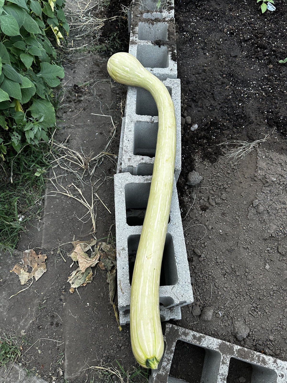 Tromboncino squash - long curved fruit fresh from the Kansas patch - Italian heirloom climbing squash