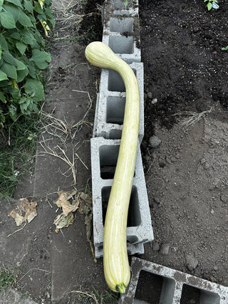 Tromboncino squash - long curved fruit fresh from the Kansas patch - Italian heirloom climbing squash