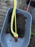 Tromboncino squash measured against a tape measure in a wheelbarrow - Italian heirloom climbing squash