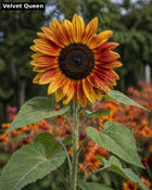 Velvet Queen sunflower - warm orange red bi-color variety