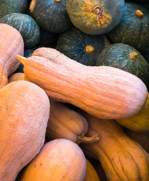 Violina Rugosa butternut squash - Italian heirloom winter squash variety