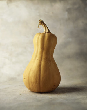 Violina Rugosa butternut squash seeds - vine borer resistant Cucurbita moschata