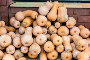 Violina Rugosa butternut squash harvest - rugosa wrinkled skin heirloom squash