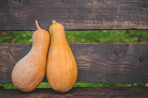 Violina Rugosa butternut squash - violin shaped Italian heirloom winter squash