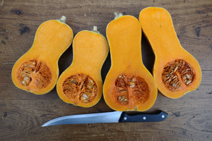 Xiye Butternut in the garden