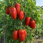 Amish Paste Tomato plant in a Kansas garden, gallery image 1