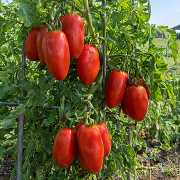 Amish Paste Tomato plant in a Kansas garden, gallery image 1
