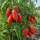 Amish Paste Tomato plant in a Kansas garden, gallery image 2