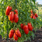 Amish Paste Tomato plant in a Kansas garden, gallery image 4