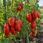 Amish Paste Tomato plant in a Kansas garden, gallery image 5