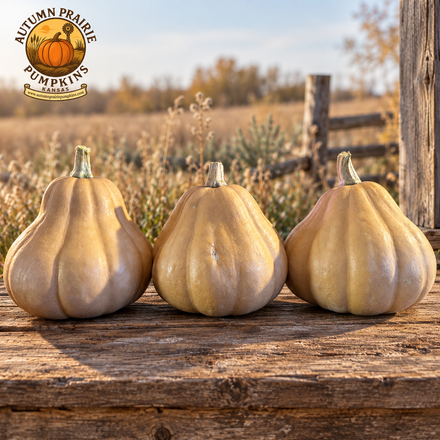 Three tan, pear-shaped Seminole pumpkins with green-brown stems sit side by side on weathered wood against a soft prairie background. Autumn Prairie Pumpkins logo at upper left.