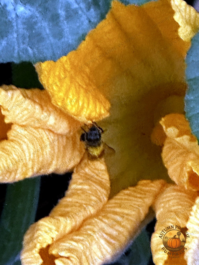 Honeybee inside an open squash blossom - Kansas microfarm pollinator photo