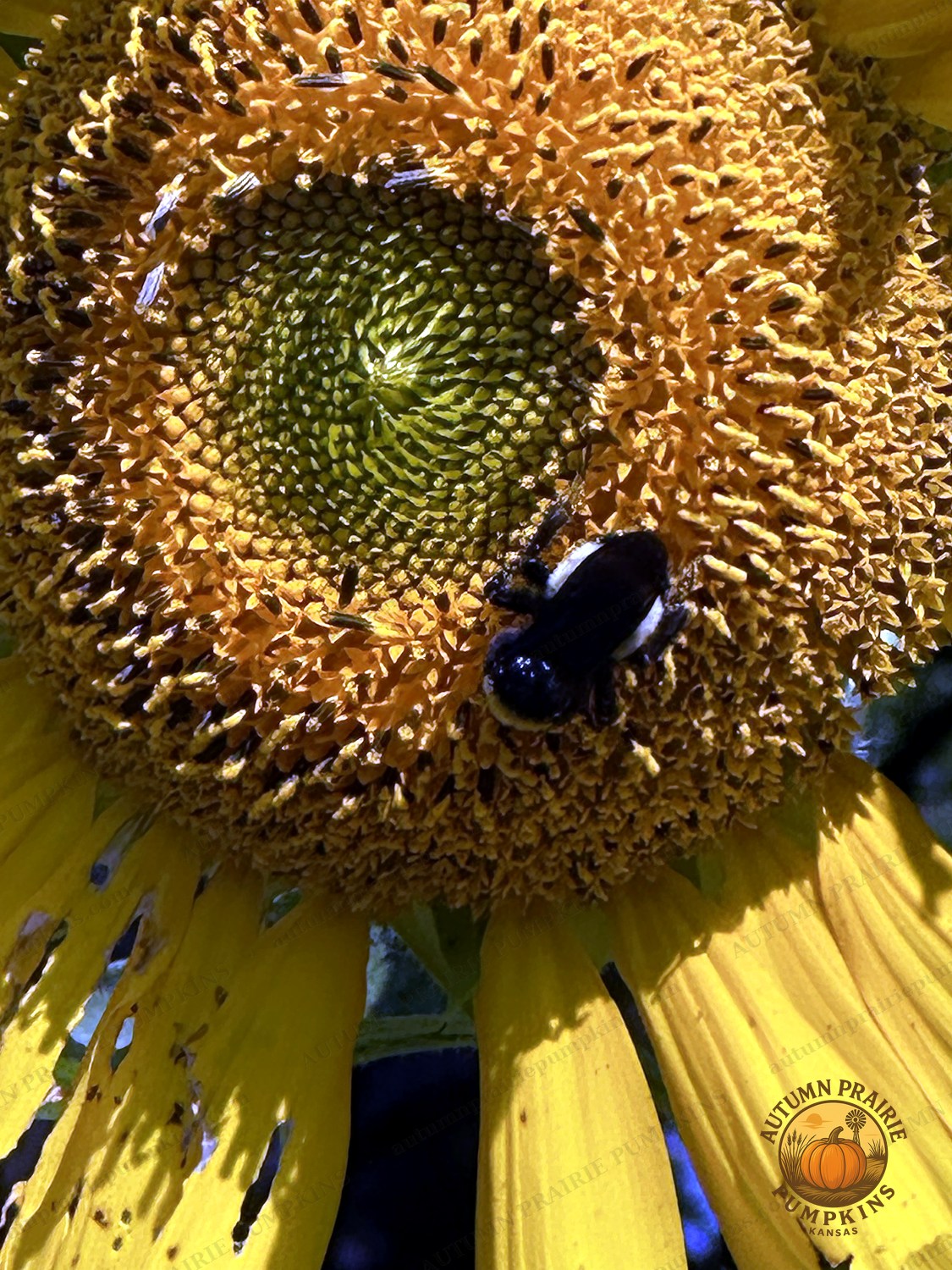 Honeybee deep inside a sunflower - Kansas microfarm pollinator photo