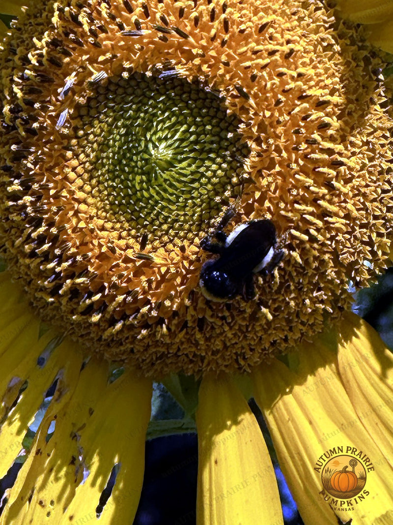 Honeybee deep inside a sunflower - Kansas microfarm pollinator photo