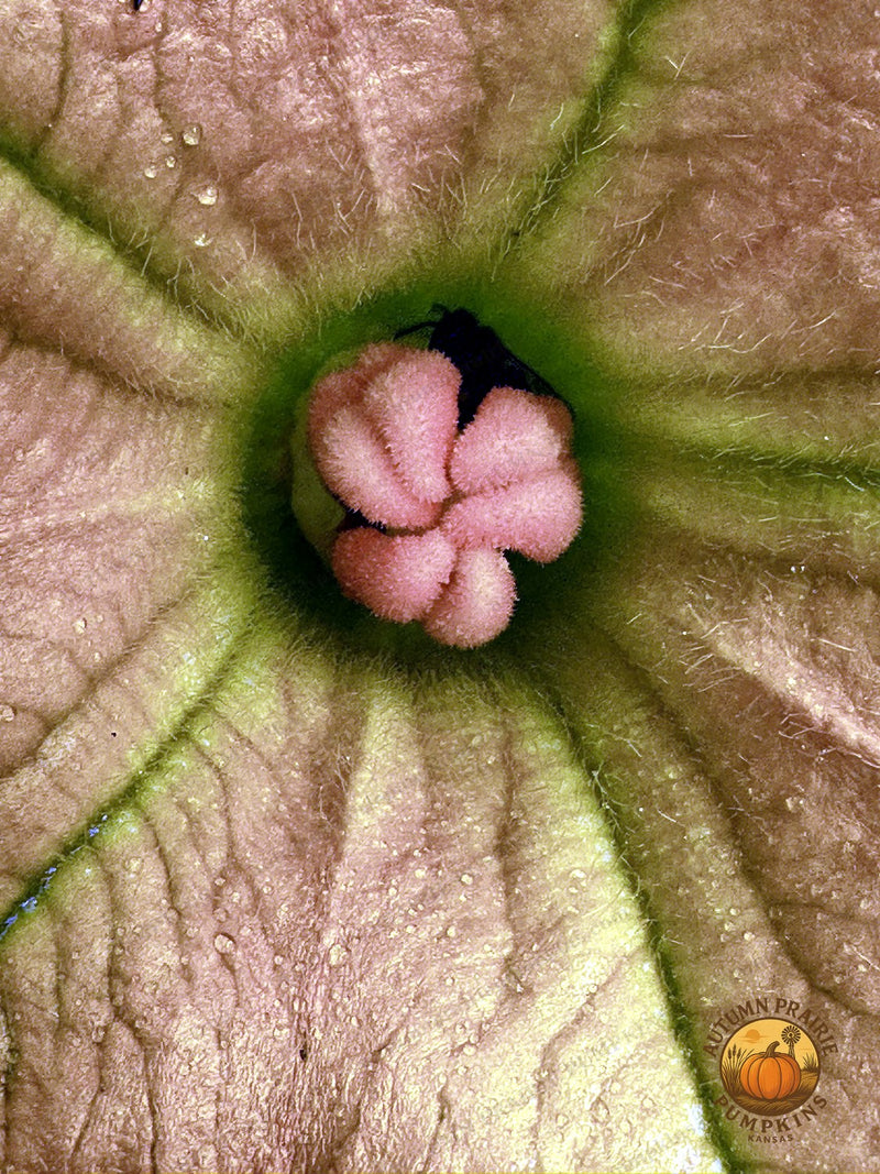 Open star-shaped squash blossom - Kansas microfarm garden photo