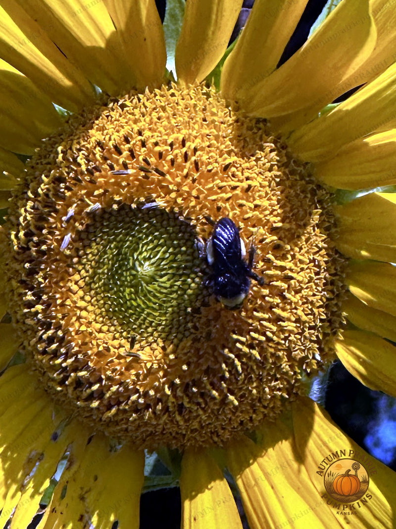 Sunflower with a visiting honeybee - Kansas microfarm pollinator photo