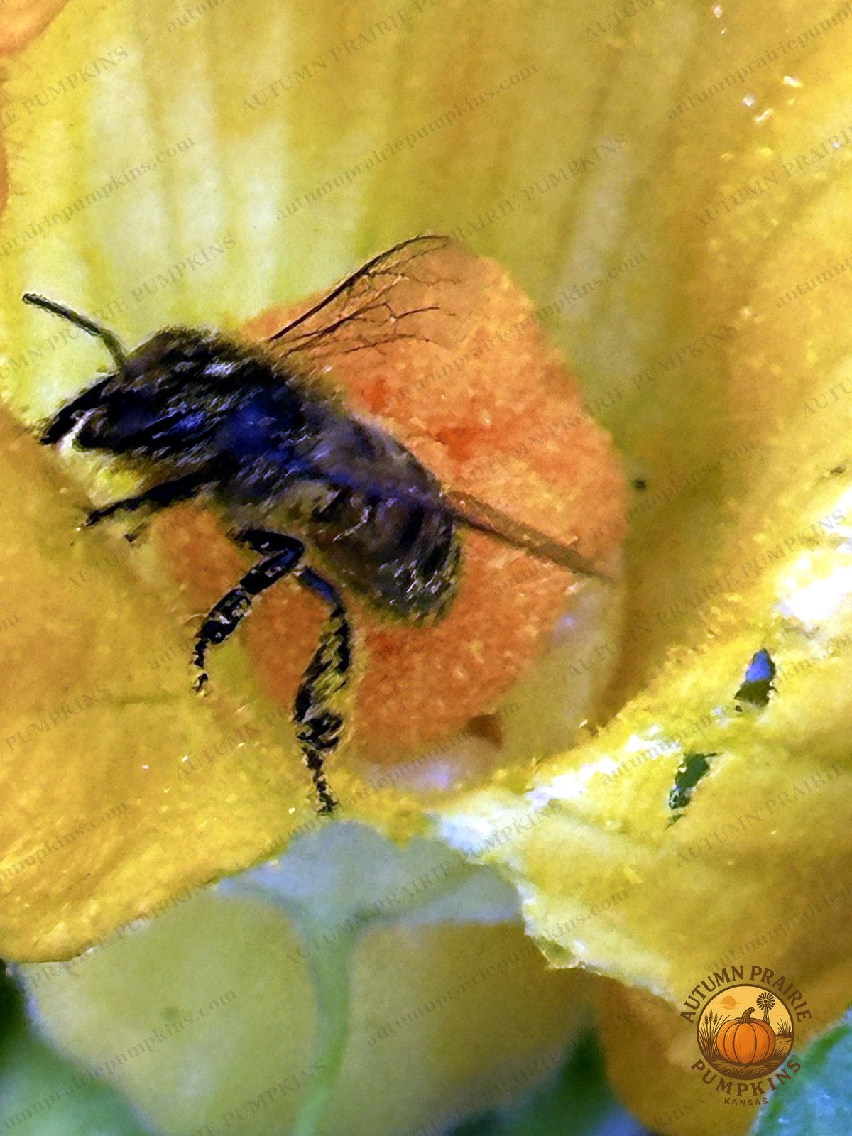 Bee covered in pollen deep inside a yellow squash blossom - Kansas microfarm pollinator photo