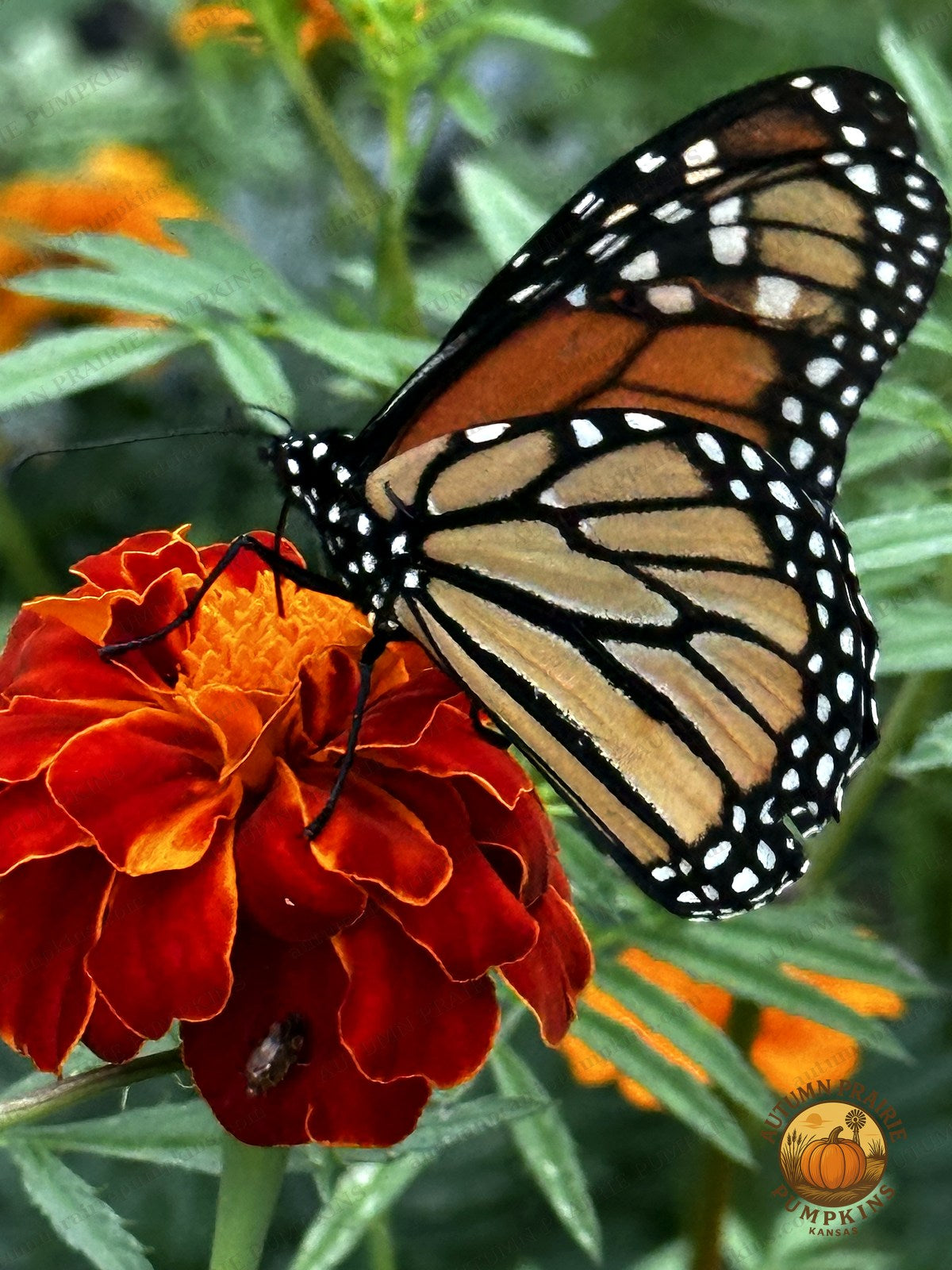 Monarch butterfly perched on a deep red marigold bloom - Kansas microfarm butterfly photo