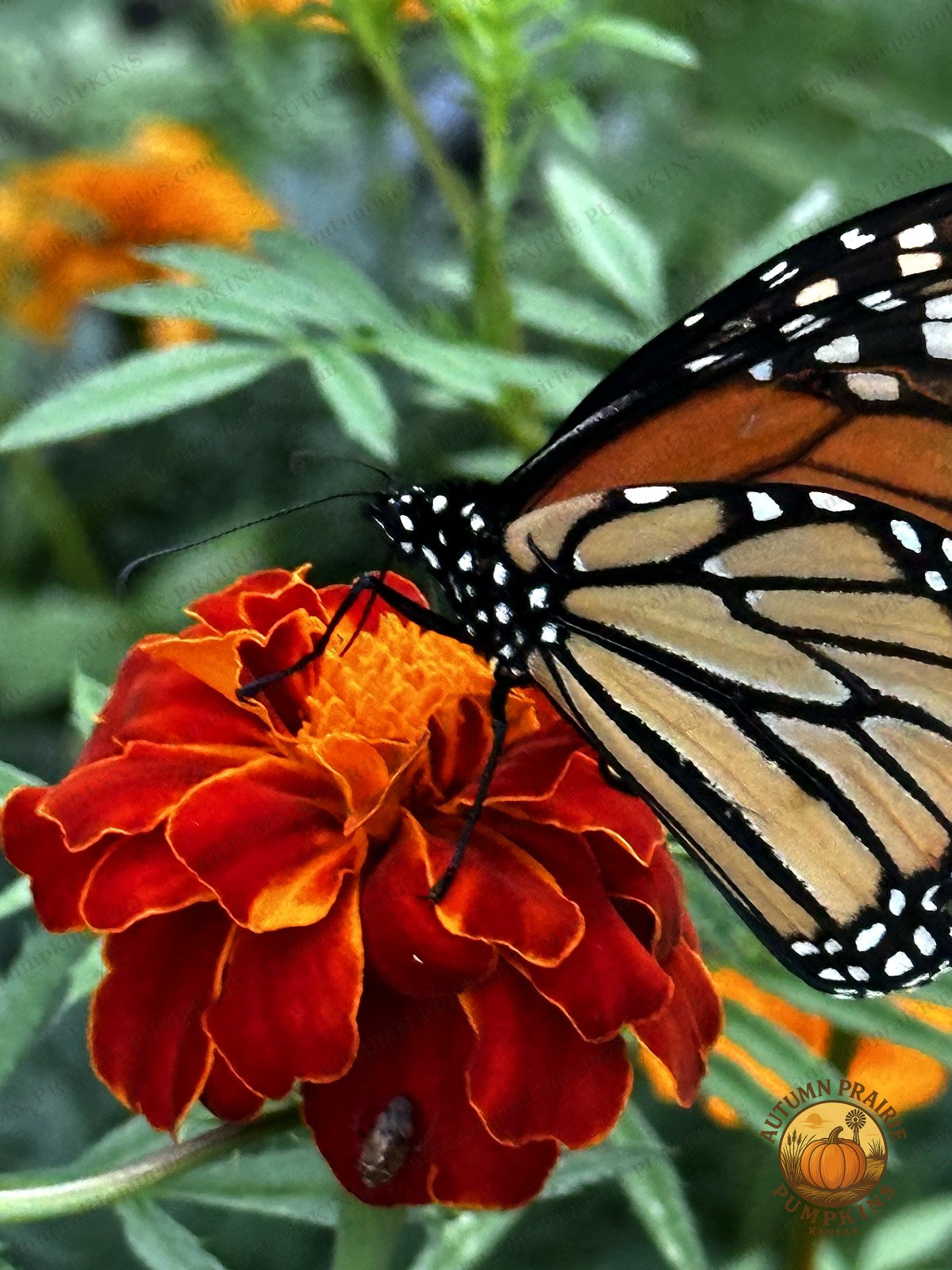 Close-up of monarch butterfly wing pattern on a red marigold - Kansas microfarm butterfly photo