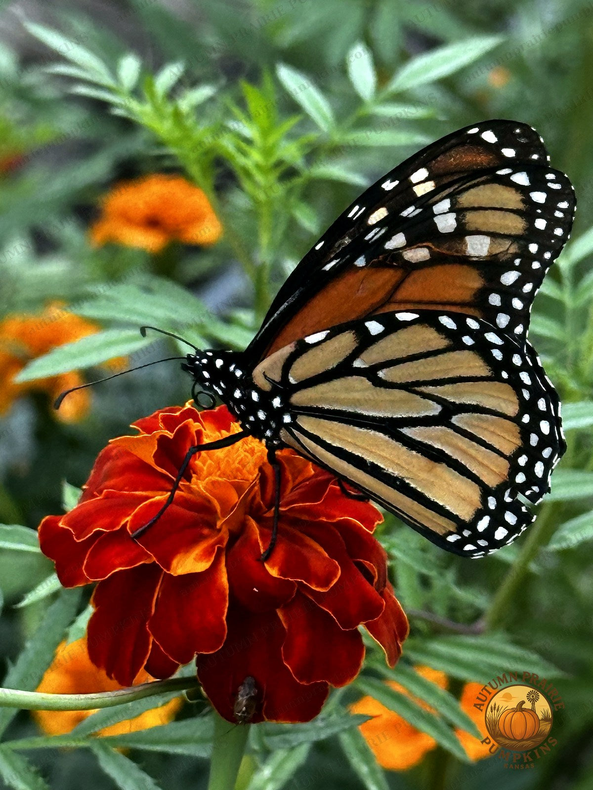 Monarch butterfly resting on a red-orange marigold flower - Kansas microfarm butterfly photo