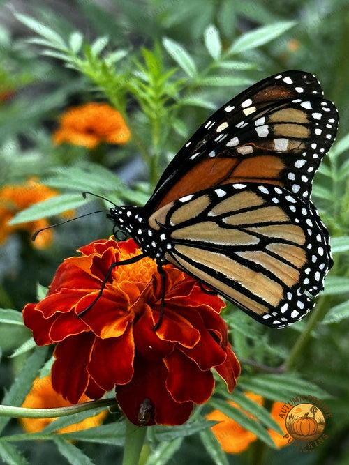 Monarch butterfly resting on a red-orange marigold flower - Kansas microfarm butterfly photo