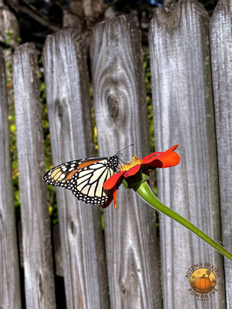 Monarch butterfly feeding on an orange Mexican sunflower by a weathered fence - Kansas microfarm photo