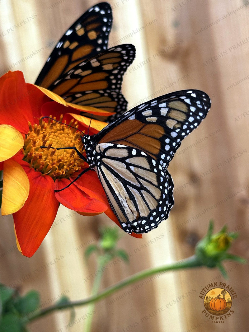 Two monarch butterflies sharing one orange Mexican sunflower bloom - Kansas microfarm butterfly photo