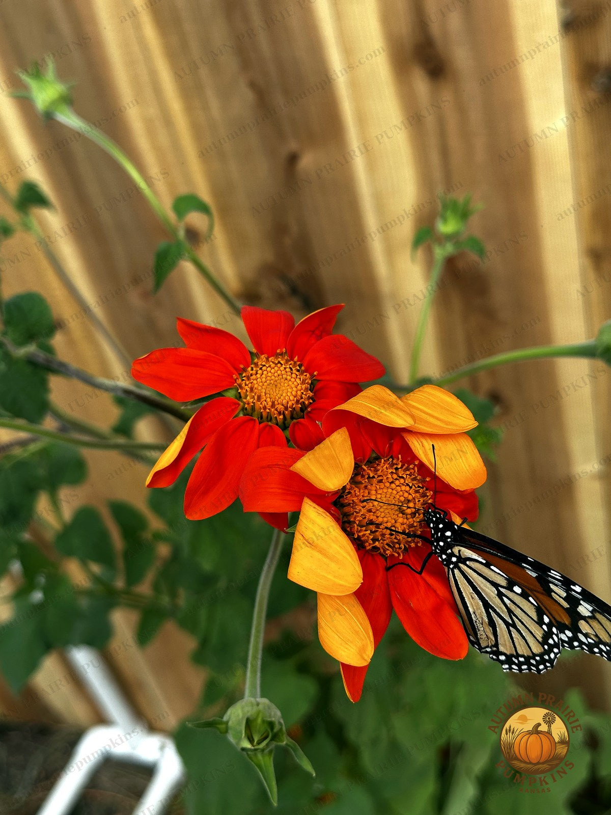 Monarch butterfly at the edge of red and orange Mexican sunflower blooms - Kansas microfarm photo