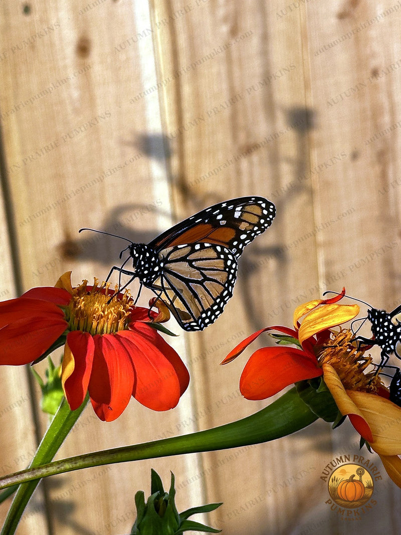 Monarch butterfly on red blooms casting a shadow on a cedar fence - Kansas microfarm butterfly photo