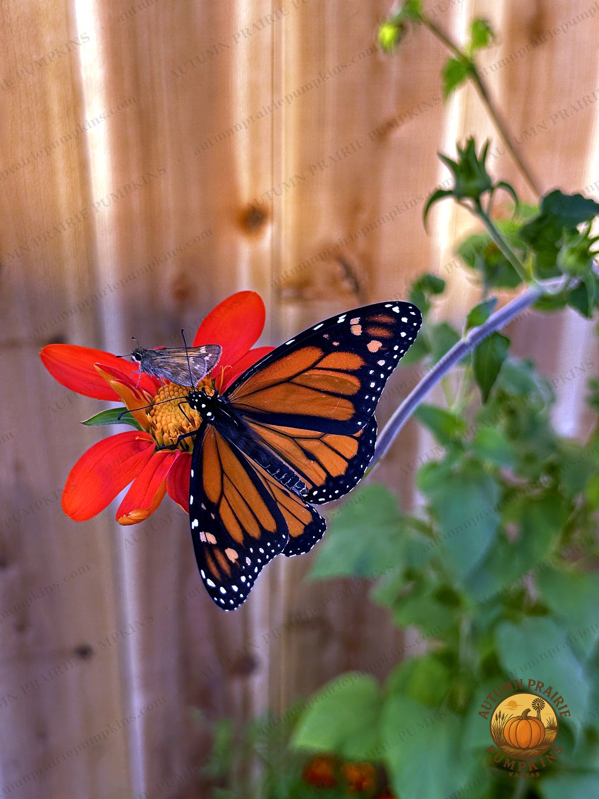 Monarch butterfly with wings spread wide open on a red bloom - Kansas microfarm butterfly photo