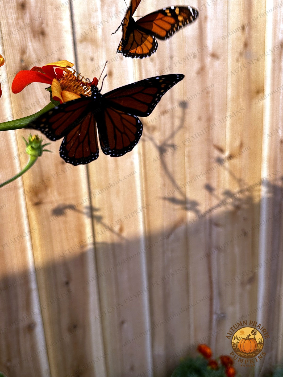 Two monarch butterflies in motion over blooms with fence shadows - Kansas microfarm butterfly photo