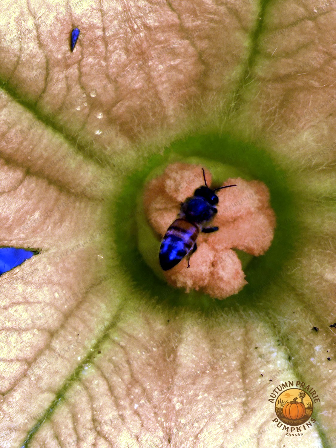 Honeybee working a yellow blossom - Kansas microfarm pollinator photo