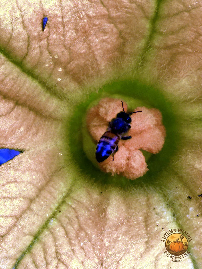 Honeybee working a yellow blossom - Kansas microfarm pollinator photo